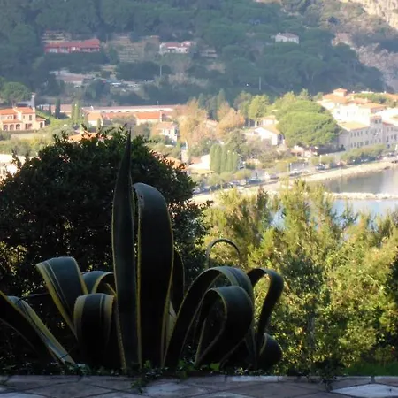 Agave